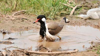 A bird cooling off in a puddle in Chandigarh on Monday. (Ravi Kumar/HT)