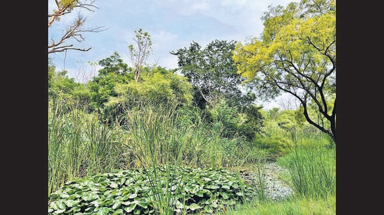 In the Wilderness zone, the air is full of birds and butterflies, and of secretive lives scurrying about in the dense undergrowth. (Mayank Austen Soofi/HT Photo) In the Wilderness zone, the air is full of birds and butterflies, and of secretive lives scurrying about in the dense undergrowth. (Mayank Austen Soofi/HT Photo)