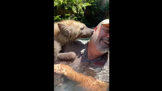 Jay Brewer 's video with a hyena has collected over a million views on Instagram. (Instagram/@jayprehistoricpets) Jay Brewer 's video with a hyena has collected over a million views on Instagram. (Instagram/@jayprehistoricpets)