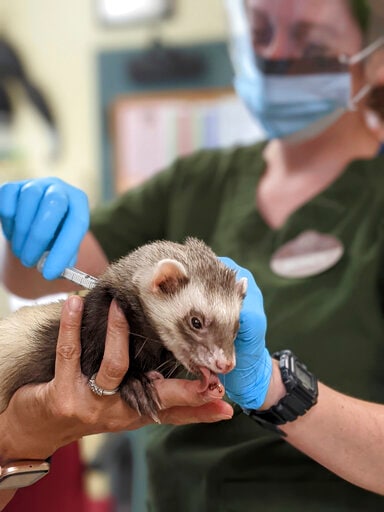 "Archie," un hurón recibe una vacuna COVID-19 mientras disfruta de una sorpresa de los veterinarios en el zoológico de Oakland en Oakland, California.  El zoológico de Oakland está vacunando a sus grandes felinos, osos y hurones contra el coronavirus utilizando una vacuna experimental donada a zoológicos, santuarios y conservatorios de todo el país.  (AP)