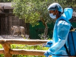 An expert said animals are far more sensitive to vibrations than humans, and if an alternate alignment of the corridor is possible, then it should be considered.(PTI) An expert said animals are far more sensitive to vibrations than humans, and if an alternate alignment of the corridor is possible, then it should be considered.(PTI)