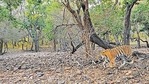 The environment ministry’s forest advisory committee during one of its meetings in February eased norms for ecotourism projects by allowing them to build “non-permanent” structures in protected areas without permission from the central government.(HT file photo) The environment ministry’s forest advisory committee during one of its meetings in February eased norms for ecotourism projects by allowing them to build “non-permanent” structures in protected areas without permission from the central government.(HT file photo)