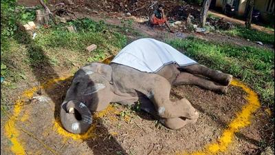 The dead elephant. (Sourced) The dead elephant. (Sourced)