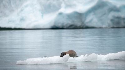 The trend was found to be stronger in the recent warming period after the 1980s, the paper, ‘A possible relation between Arctic sea ice and late season Indian Summer Monsoon Rainfall extremes’, said. (AFP file photo)