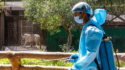 An expert said animals are far more sensitive to vibrations than humans, and if an alternate alignment of the corridor is possible, then it should be considered. (PTI) An expert said animals are far more sensitive to vibrations than humans, and if an alternate alignment of the corridor is possible, then it should be considered. (PTI)