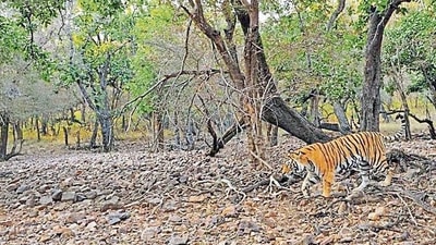 The environment ministry’s forest advisory committee during one of its meetings in February eased norms for ecotourism projects by allowing them to build “non-permanent” structures in protected areas without permission from the central government. (HT file photo) The environment ministry’s forest advisory committee during one of its meetings in February eased norms for ecotourism projects by allowing them to build “non-permanent” structures in protected areas without permission from the central government. (HT file photo)