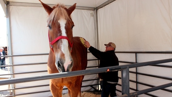 Jerry Gilbert brushes Big Jake at the Midwest Horse Fair in Madison, Wisconsin.(AP File Photo)
