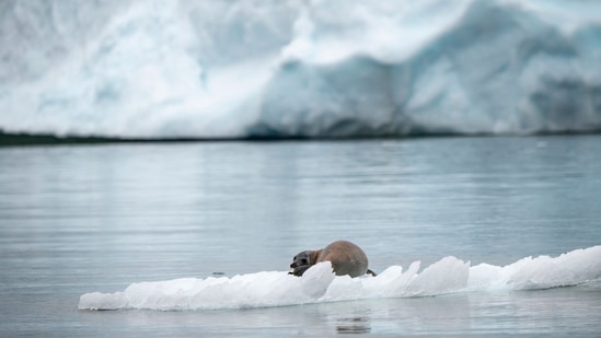 The trend was found to be stronger in the recent warming period after the 1980s, the paper, ‘A possible relation between Arctic sea ice and late season Indian Summer Monsoon Rainfall extremes’, said.(AFP file photo) The trend was found to be stronger in the recent warming period after the 1980s, the paper, ‘A possible relation between Arctic sea ice and late season Indian Summer Monsoon Rainfall extremes’, said.(AFP file photo)