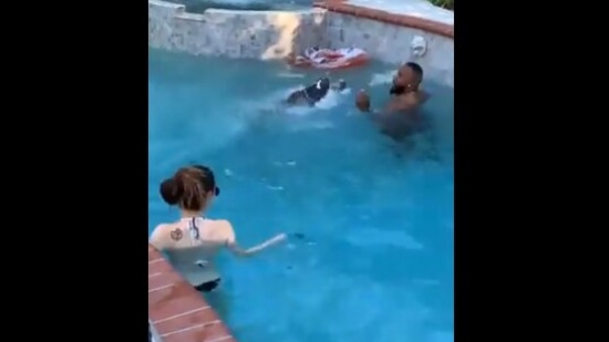 The image shows Boogie the dog jumping into the pool to save its human.(Twitter/@SpinnerAlmighty)