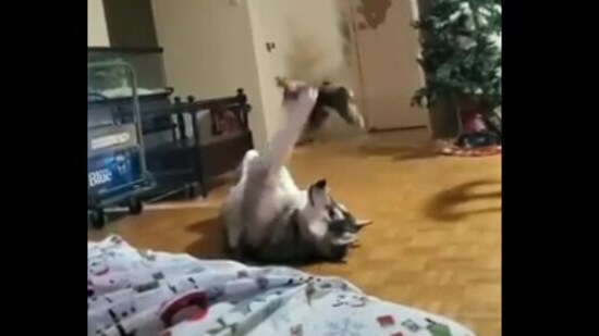 The image shows the husky 'working out'.(Reddit)