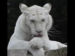 The image shows Ginger the white tiger.(Facebook/ Shalom Wildlife Sanctuary) The image shows Ginger the white tiger.(Facebook/ Shalom Wildlife Sanctuary)