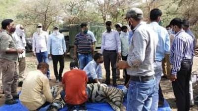 Veterinarians conduct post-mortem of T-65. (Sourced)