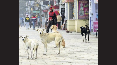 Stray dogs seen in Sarabha Nagar market in Ludhiana. (HT FILE)