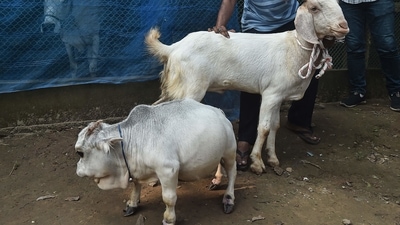 A dwarf cow named Rani whose owners applied to the Guinness Book of Records claiming it to be the smallest cow in the world. (AFP)