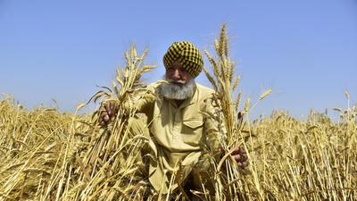 To discern the subtle transition in the slow and gradual grading of the crops, especially the changing shade of the wheat from green to golden, has always been one of his favourite spectacles. (Representational photo/HT) To discern the subtle transition in the slow and gradual grading of the crops, especially the changing shade of the wheat from green to golden, has always been one of his favourite spectacles. (Representational photo/HT)