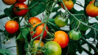 Tomato: For your kitchen, you can opt for dwarf varieties like Bush Big Boy or Plum Yellow or Cherry Tomato. (Unsplash)