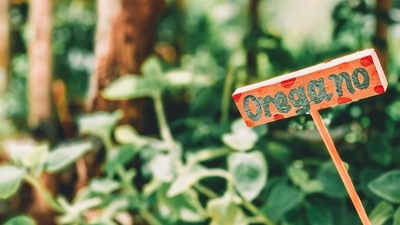 Oregano: This is a perennial plant but can be developed as an annual plant in colder atmospheres. Next time you make pasta and pizza at home you can use your own oregano instead of the store bought one. (Unsplash)