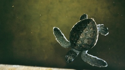 Home to five out of the world’s seven turtle species: Green, hawksbill, loggerhead, leatherback and olive ridley turtles live in the waters around Sri Lanka. Many organisations have come together to protect the species from threats. (Unsplash) Home to five out of the world’s seven turtle species: Green, hawksbill, loggerhead, leatherback and olive ridley turtles live in the waters around Sri Lanka. Many organisations have come together to protect the species from threats. (Unsplash)