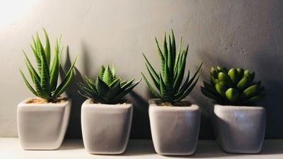 Aloe Vera: Many people might want to keep aloe vera outdoors but it is a great indoor plant as well. Aloe vera has healing properties and can be used for consuming and applying on your skin and hair. Place the plant near a sunny window so that it grows well. (Unsplash)