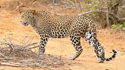 Best place to see Asian leopards: Yala National Park has the highest density of leopards in the world so you will not have a hard time spotting them during your three-day safari. The best time to spot them is between March and October. (Unsplash) Best place to see Asian leopards: Yala National Park has the highest density of leopards in the world so you will not have a hard time spotting them during your three-day safari. The best time to spot them is between March and October. (Unsplash)