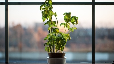 Basil: This plant has medicinal properties and protects against low glucose or sugar levels. (Unsplash)