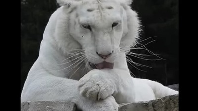The image shows Ginger the white tiger. (Facebook/ Shalom Wildlife Sanctuary) The image shows Ginger the white tiger. (Facebook/ Shalom Wildlife Sanctuary)