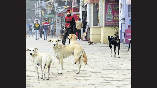 Stray dogs seen in Sarabha Nagar market in Ludhiana. (HT FILE)