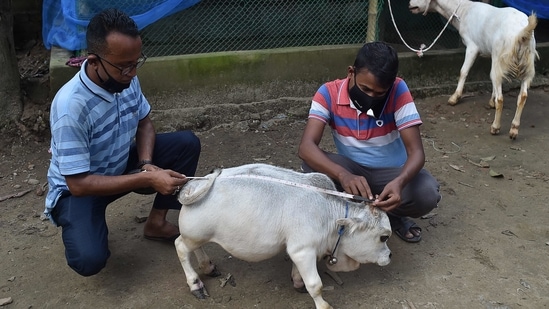 Dwarf cow in Bangladesh attracts thousands amid lockdown; owner eyes  Guinness World Records | World News - Hindustan Times