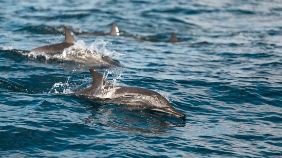 Whales and dolphins sighting: If you have always wanted to catch a sight of dolphins take a leap or spot the world’s largest animal, the blue whale then this is the place to be.(Unsplash)