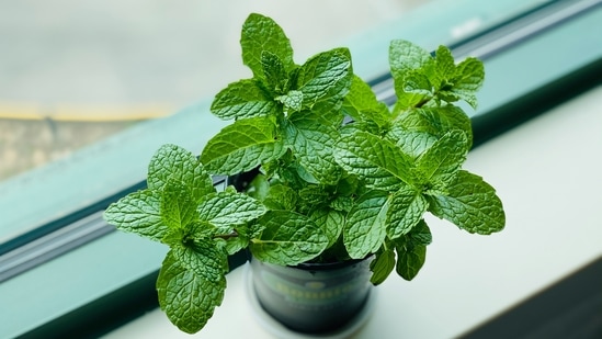 Parsley, mint, chives: Herbs an absolute necessity when it comes to kitchen plants. On the sunny side of your kitchen, you can keep basil and rosemary while on the darker side you can grow fussy herbs such as parsley, mint, and chives.(Unsplash) Parsley, mint, chives: Herbs an absolute necessity when it comes to kitchen plants. On the sunny side of your kitchen, you can keep basil and rosemary while on the darker side you can grow fussy herbs such as parsley, mint, and chives.(Unsplash)