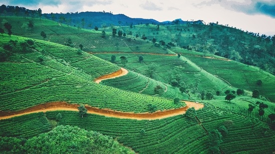Beautiful tea plantations: Sri Lanka is the fourth-largest producer of tea in the world. The first tea bush was planted in 1867.(Unsplash)