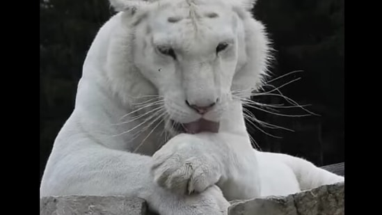 The image shows Ginger the white tiger.(Facebook/ Shalom Wildlife Sanctuary)