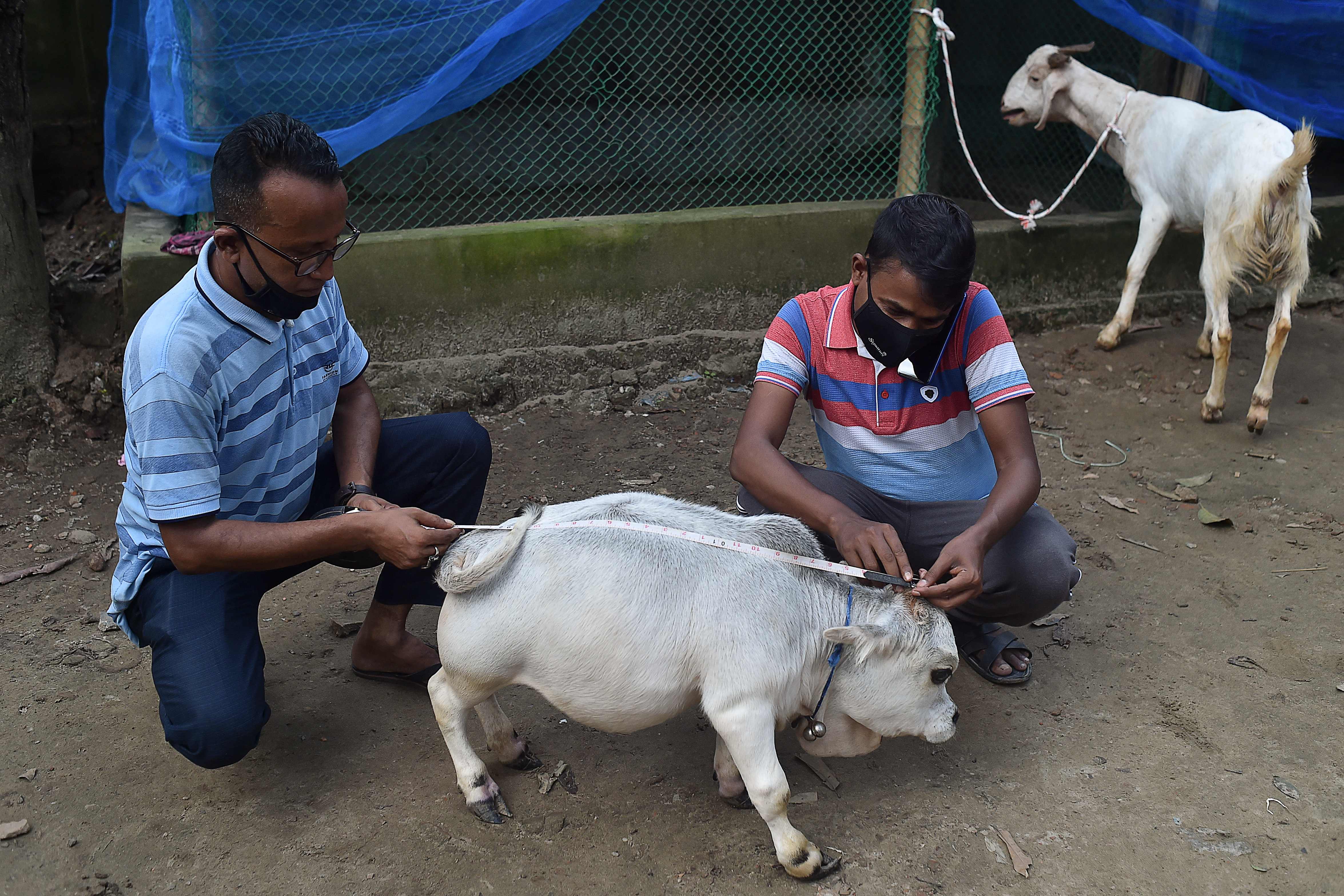 As pessoas medem uma vaca anã chamada Rani, cujos proprietários se inscreveram no Guinness Book of Records alegando que ela era a menor vaca. (AFP)