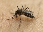 Zika virus is caused by Aedes mosquitoes, known for being active during the day(FILE PHOTO) Zika virus is caused by Aedes mosquitoes, known for being active during the day(FILE PHOTO)