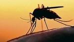 According to the World Health Organisation, Zika virus is caused by Aedes mosquitoes, known for being active during the day.(Shutterstock) According to the World Health Organisation, Zika virus is caused by Aedes mosquitoes, known for being active during the day.(Shutterstock)