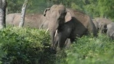 Six-time lawmaker Ravindra Chaubey’s comments come days after Chhattisgarh health minister TS Singhdeo made it clear that he did not support limiting the Lemru elephant reserve to 450 square kilometres Six-time lawmaker Ravindra Chaubey’s comments come days after Chhattisgarh health minister TS Singhdeo made it clear that he did not support limiting the Lemru elephant reserve to 450 square kilometres