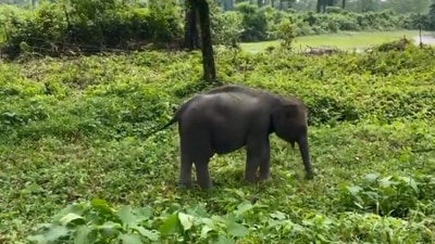 The image shows the elephant picking the 'perfect' grass for its meal. (Twitter/@ParveenKaswan)