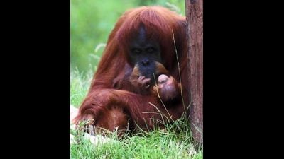 The image from the viral video shows Sumatran orangutan mom cradling her newborn baby. (Instagram/@chesterzoo)
