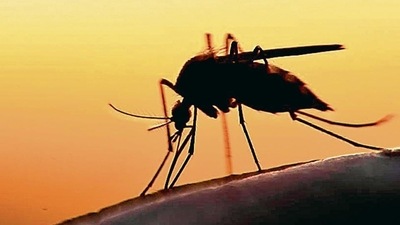 Zika virus spreads mostly by the bite of an infected Aedes species mosquito, which bites during the day. (Shutterstock) Zika virus spreads mostly by the bite of an infected Aedes species mosquito, which bites during the day. (Shutterstock)