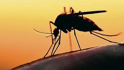 According to the World Health Organisation, Zika virus is caused by Aedes mosquitoes, known for being active during the day. (Shutterstock) According to the World Health Organisation, Zika virus is caused by Aedes mosquitoes, known for being active during the day. (Shutterstock)