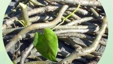 Giloy is a medicinal herb considered as a natural immunity booster in Ayurveda.