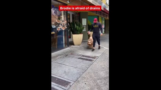 The image shows the dog named Brodie who is afraid of drains.(Instagram/@brodiethatdood)