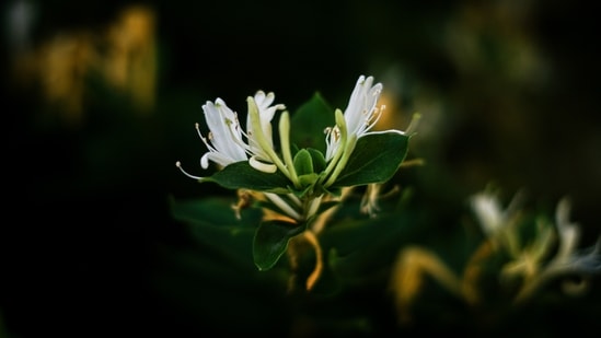 Honeysuckle: You can directly have the nector that is stored in the light yellow or white part of the flower.(Unsplash)