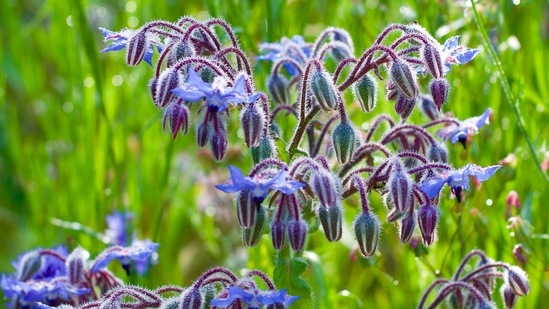 Borage: This is a herb that is used to treat minor ailments like sore throat or cough.(Unsplash)