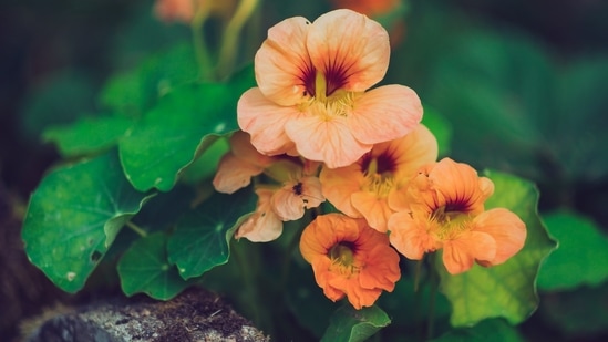 asturtium: Both the leaves and flowers of this plant are edible and can be eaten cooked or raw. They are used to garnish cakes, salads and pastries.(Unsplash)