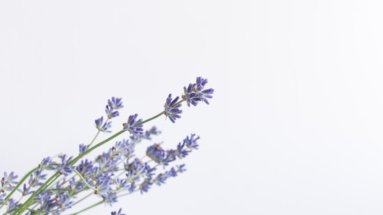 Lavender: They are known for their distinctive fragrance which helps calm the mind. You can make a variety of food with this including baked goods, syrups, herbal teas, etc.(Unsplash)