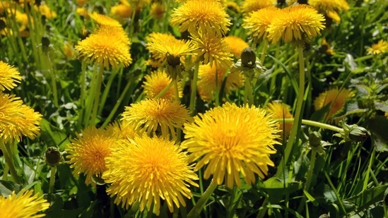 Dandelion: The entire plant is edible including the roots, stems and leaves. The flowers can be tossed in salads or used to make jelly and wine.(Unsplash)