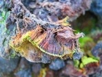 The Journal of Asia-Pacific Biodiversity successfully accepted the research paper for publication this week. Image courtesy: Twitter