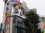 Giant 'cat' billboard installed in in Japan’s Tokyo.