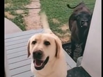 The hilarious video shows a dog and cow waiting to enter the house. (Twitter/@buitengebieden_) The hilarious video shows a dog and cow waiting to enter the house. (Twitter/@buitengebieden_)